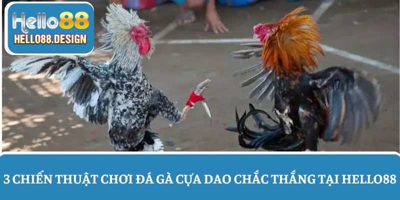 3 Chiến thuật chơi đá gà cựa dao chuẩn cho người mới