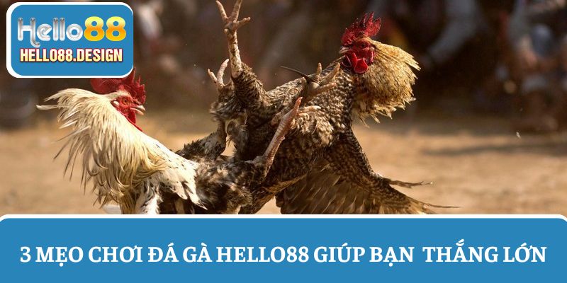 3 Mẹo chơi đá gà Hello88 giúp hội viên tăng cơ hội thắng lớn