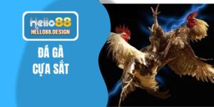 Đá gà cựa sắt