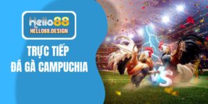 Theo dõi trực tiếp đá gà Campuchia tại nhà cái Hello88