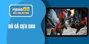 đá gà cựa dao