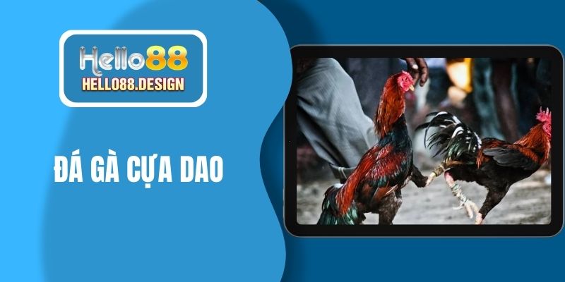 đá gà cựa dao