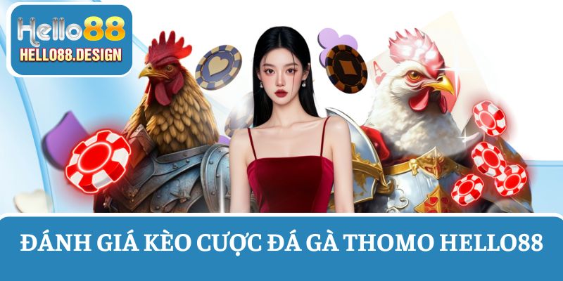 Đánh giá về kèo cá cược đá gà Thomo tại Hello88