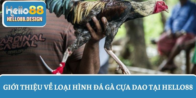 Giới thiệu về đá gà cựa dao - Loại hình giải trí hot nhất 