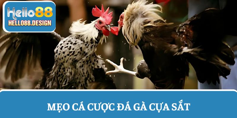 Mẹo đá gà cựa sắt hội viên có thể áp dụng