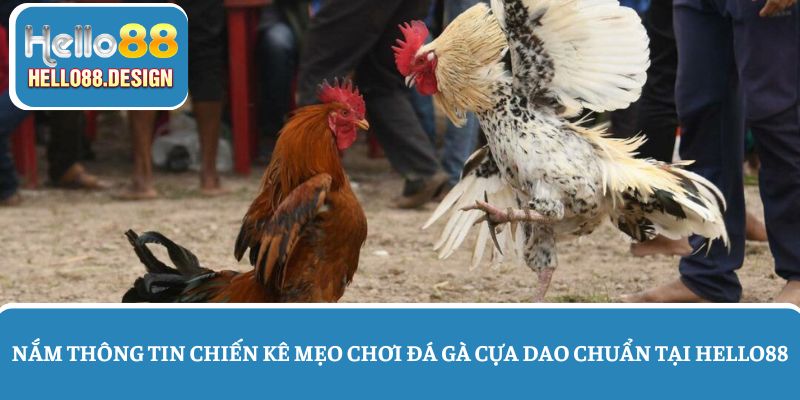 Nắm rõ thông tin về chiến kê - Mẹo chơi đá gà cựa dao cho tân thủ