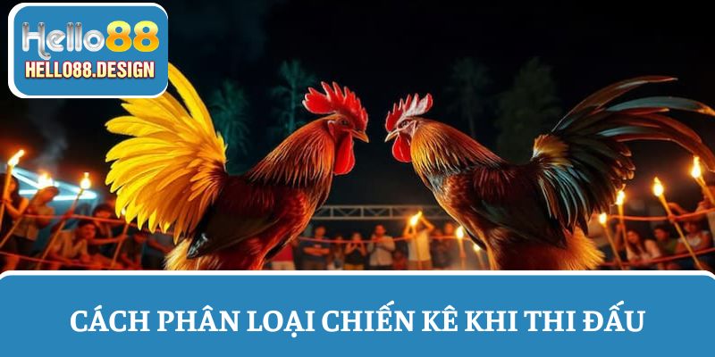 Phải cân nặng các con chiến kê trước khi tham gia thi đấu