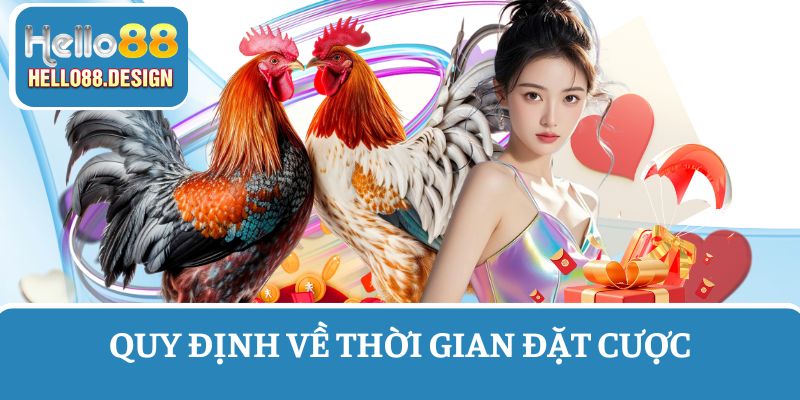 Quy định về thời gian diễn ra trận đá gà trực tiếp