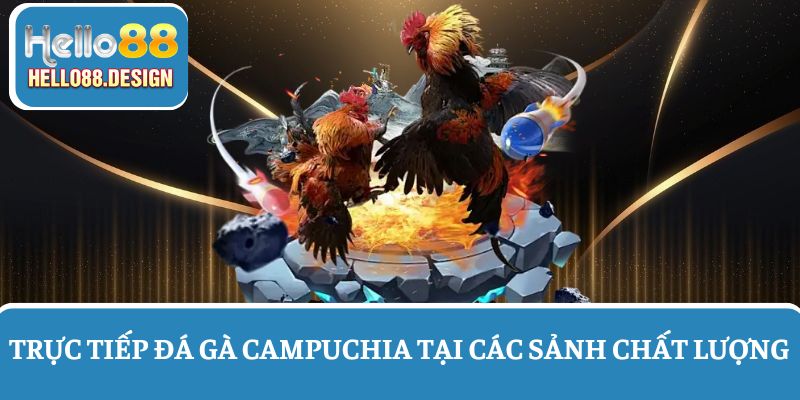 Theo dõi trực tiếp đá gà Campuchia trên các sảnh chất lượng