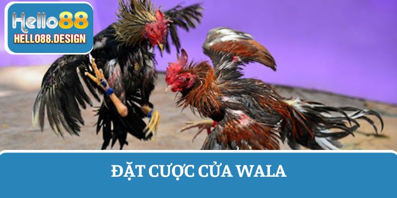 Tìm hiểu về cửa cược Wala - Trực tiếp đá gà Campuchia